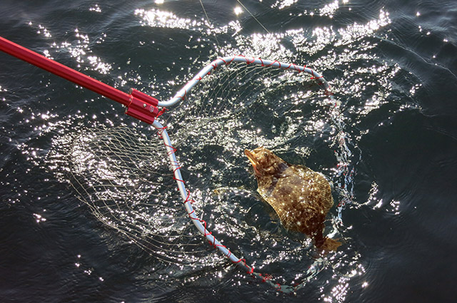 タモ入れは船長がやってくれます。