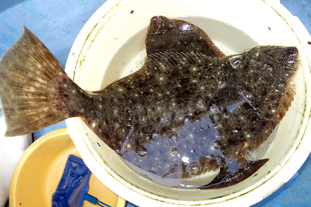 各釣り座下にはイケスがわりのバケツがあります。