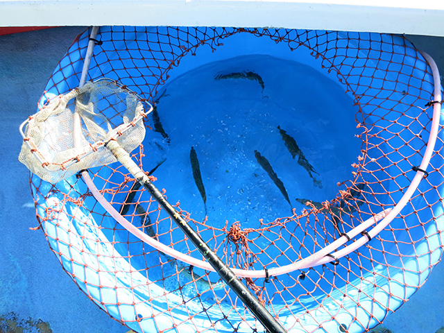 活イワシ用イケス(後部中央)